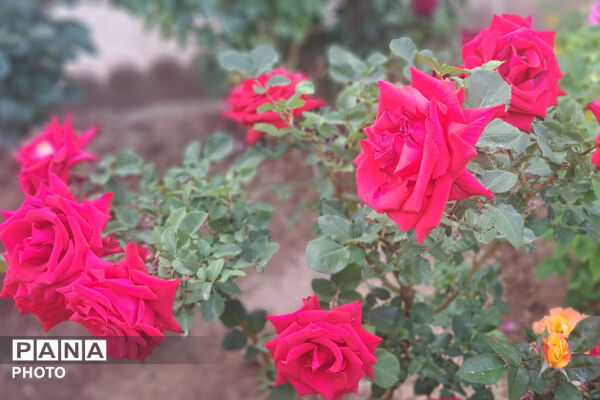 گل‌های زیبای بهاری