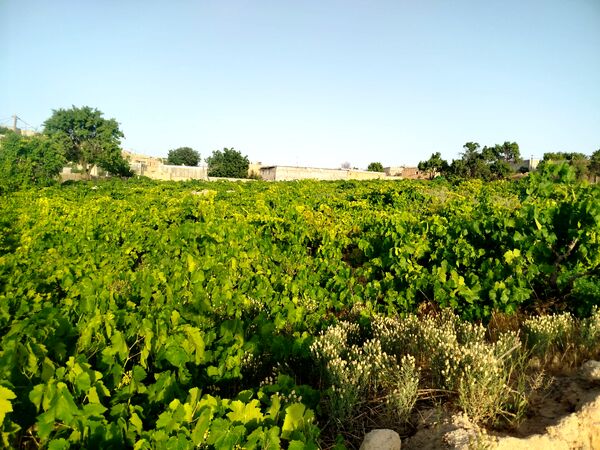 گزکوه، قطب انگور خراسان شمالی 