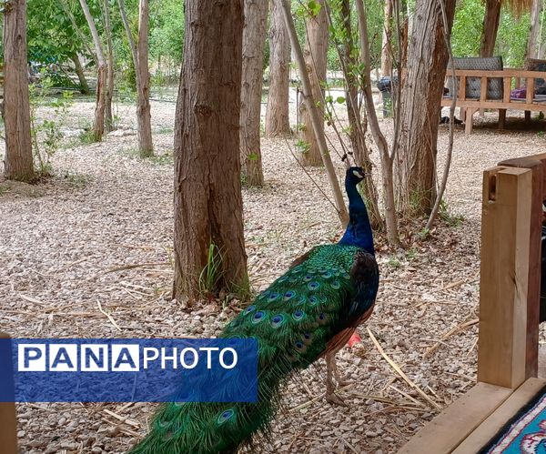 اردوی تفریحی و آموزشی معاونان و مربیان پرورشی به‌مناسبت سالروز تاسیس سازمان دانش‌آموزی شهرستان فیروزکوه 