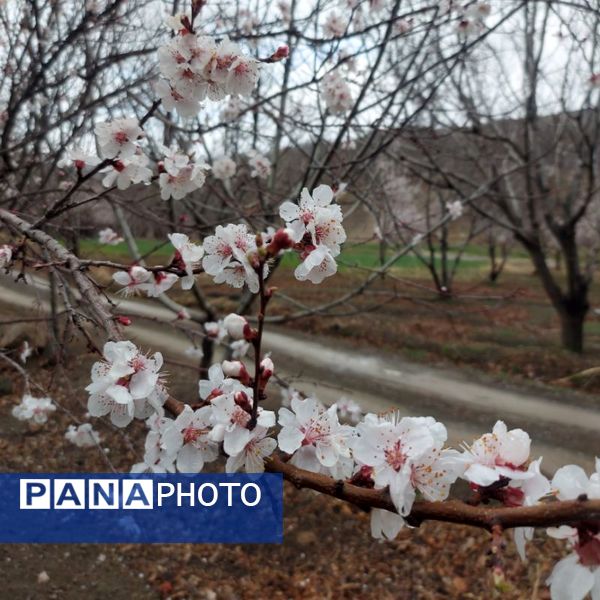شکوفه‌ها در فصل بهار