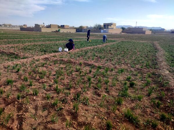 فدافن روستایی که زعفرانش با تشنگی خاک قصه‌ای تلخ نوشت