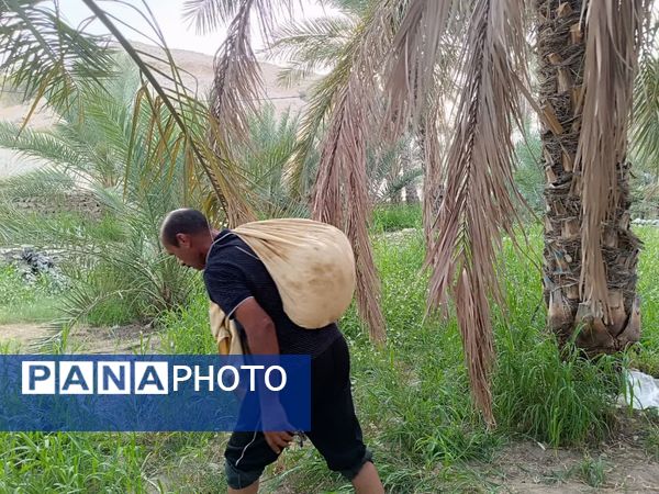 برداشت خرما در شهر رویدر 