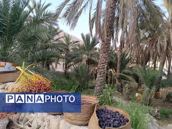 برداشت خرما در شهر رویدر 