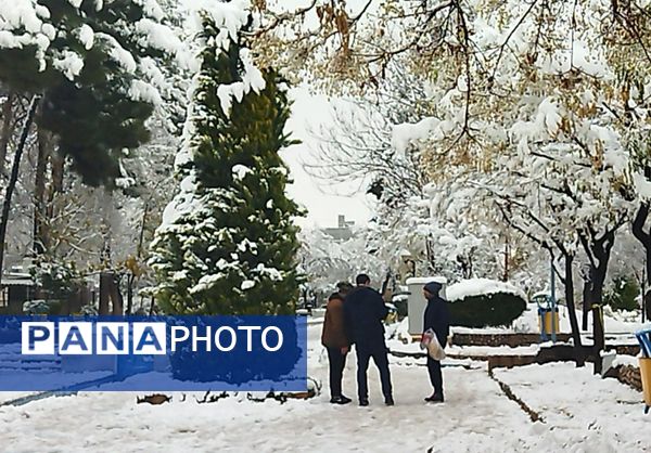 درختان طلایی ، سفید پوش شدند 