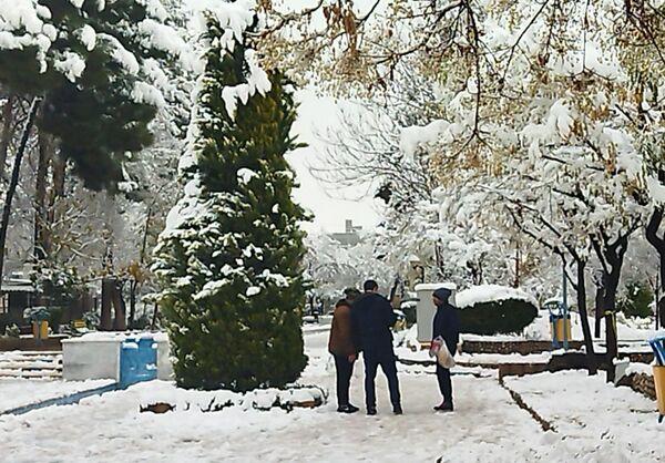درختان طلایی ، سفید پوش شدند 