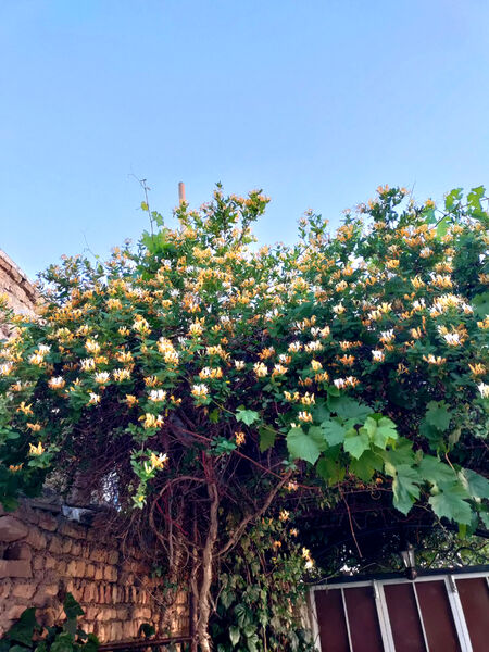 جلوه‌هایی از طبیعت تابستانی خلجستان و جعفرآباد قم