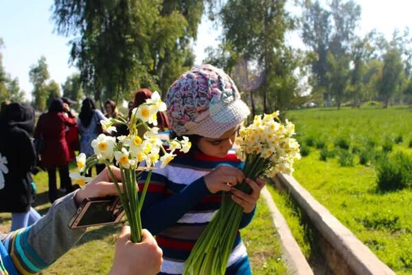 نرگسزارهای بهبهان