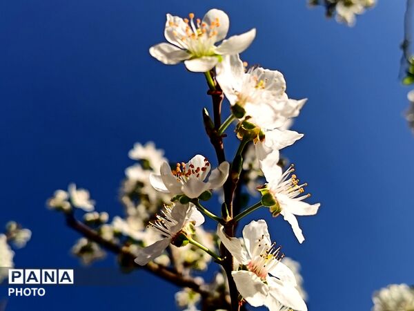 رویش شکوفه های امید در فصل بهار روستای برزنون 