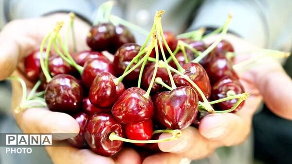 برداشت نوبرانه آلبالو و گیلاس در دزک آغاز شد
