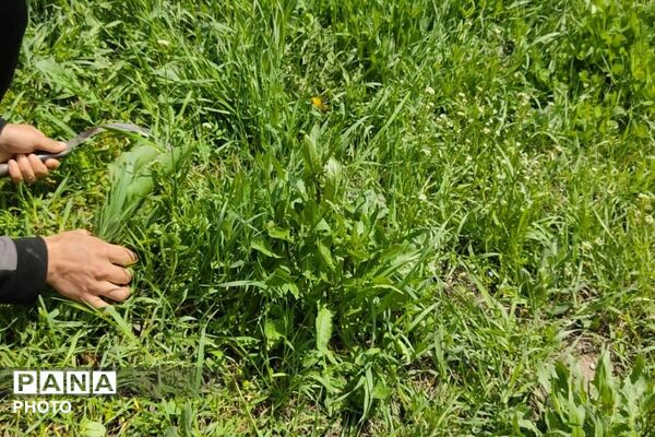 سیزده بدر روز طبیعت ۱۴۰۵در شهر بار نیشابور 