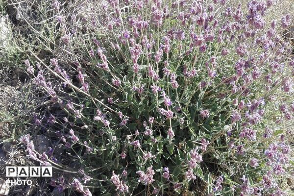 ارتفاعات شهر بار ذخیره‌گاه گیاهان دارویی کمیاب-۲