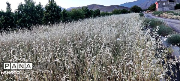  زیبایی های طبیعت باغ های روستای صومعه 