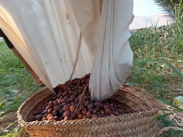 برداشت خرما در شهر رویدر 