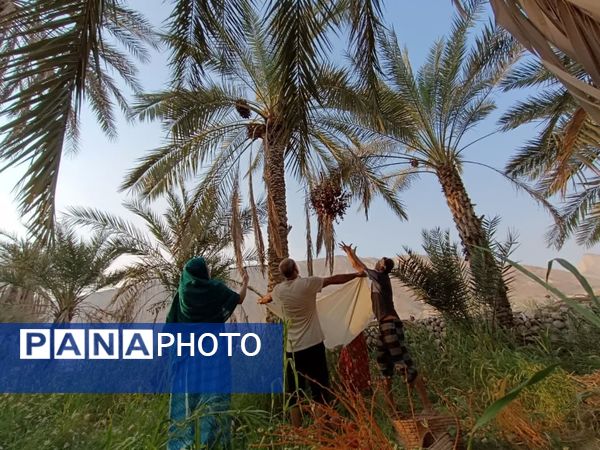 برداشت خرما در شهر رویدر 
