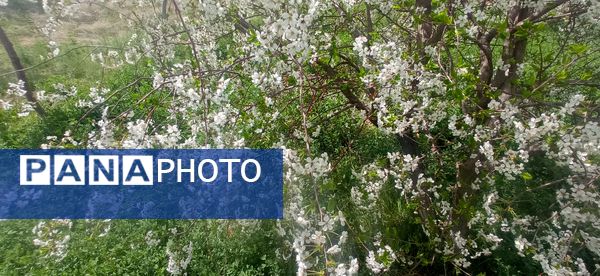طبیعت بی نظیر روستا سربالا بهترین گزینه برای طبیعتگردی در فصل بهار
