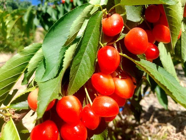 میوه‌های خوش‌رنگ و لعاب بهاری در روستای مارکده