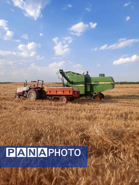  آغاز برداشت گندم از مزارع شهرستان هلیلان 