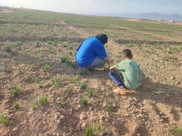 فدافن روستایی که زعفرانش با تشنگی خاک قصه‌ای تلخ نوشت