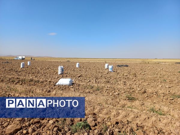 برداشت محصول سیب زمینی در روستای داغیان
