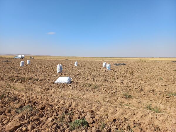 برداشت محصول سیب زمینی در روستای داغیان