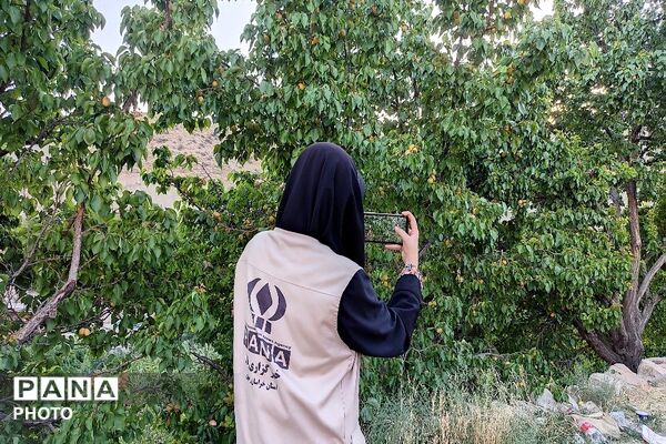 فصل چیدن یاقوت های چشم نواز در شهر بار نیشابور-۱