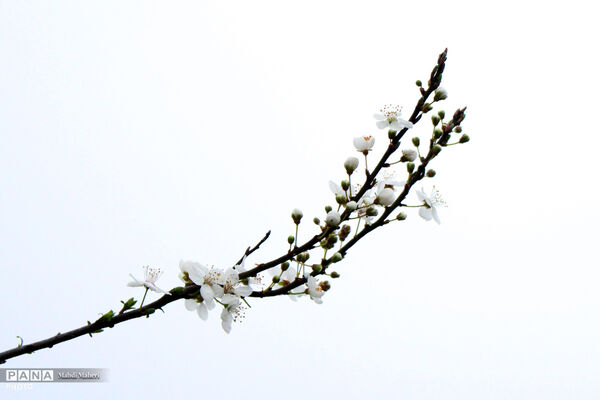 شکوفه‌های بهاری 