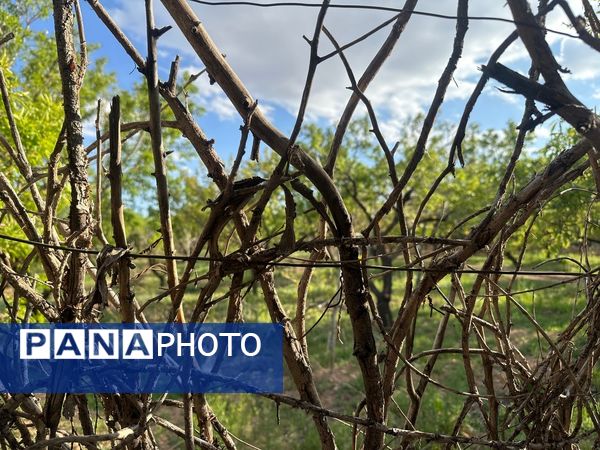 طبیعت هم با آمدن بهار زیبا شد 