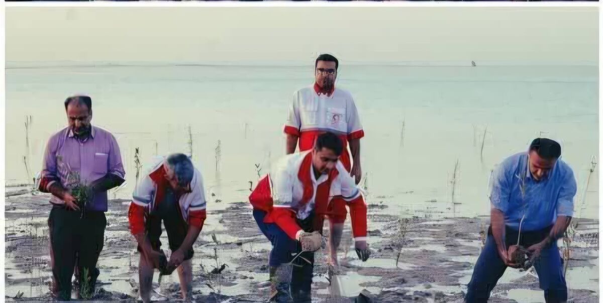 کاشت سه هزار نهال حرا در بوشهر به همت  کارکنان، امدادگران، داوطلبان و اعضای جمعیت هلال‌احمر در هفته هلال