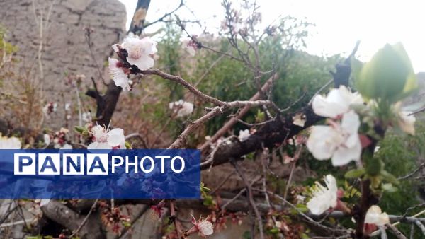 منظره زیبای بهاری در سربیشه