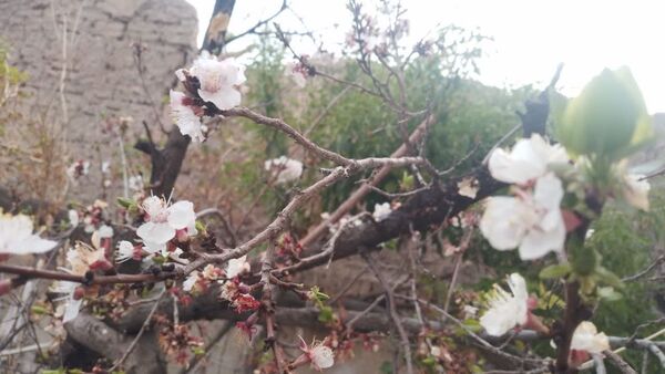 منظره زیبای بهاری در سربیشه