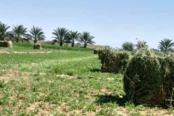 برداشت یونجه در روستای رباط عشق