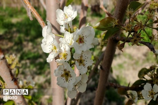 آلبوم تصویری از طبیعت زیبای شهر بار در اردیبهشت‌ماه  ۱۴۰۵ -1