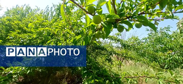آغاز فصل چیدن؛ باغ‌های جلگه رخ میزبان میوه‌های تابستانی 