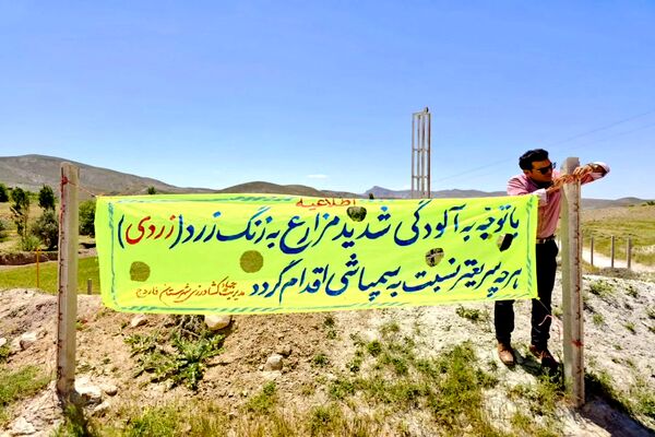 شیوع بیماری زنگ زرد در مزارع گندم و جو در روستاهای دهستان سنگر شهرستان فاروج
