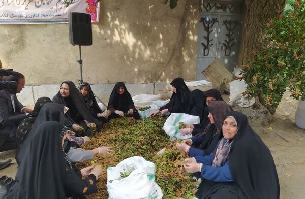 اولین رویداد ملی سماق در خانیک گناباد