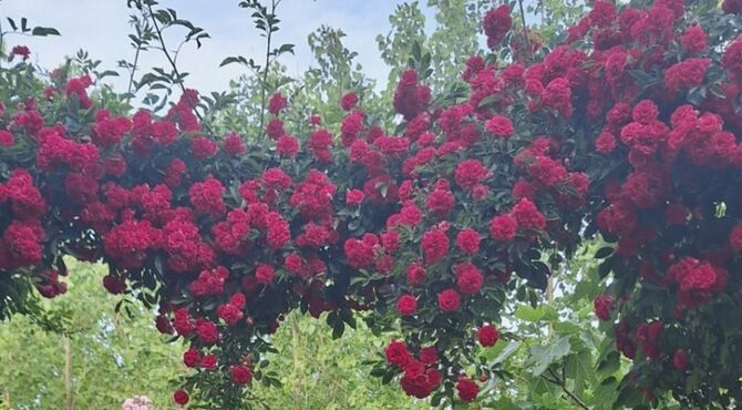 نبض سبزِ زمین؛ روایتی از هم‌صدایی با ریشه‌ها