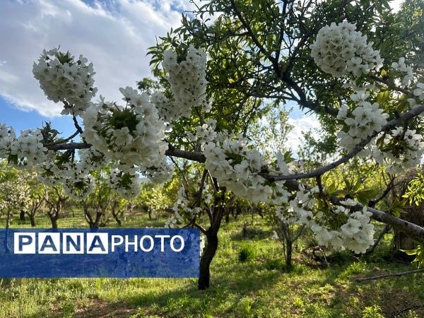 طبیعت هم با آمدن بهار زیبا شد 