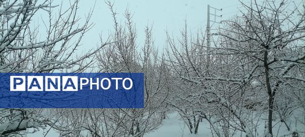 بارش اولین برف در بهمن ماه در شهر بار 