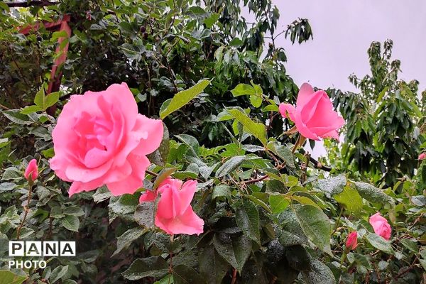آلبوم تصویری از طبیعت زیبای شهر بار در اردیبهشت‌ماه  ۱۴۰۵ـ۲