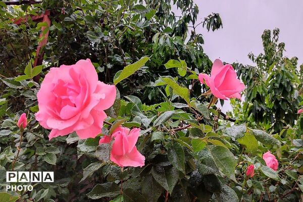 آلبوم تصویری از طبیعت زیبای شهر بار در اردیبهشت‌ماه  ۱۴۰۵ـ۲