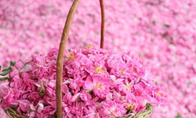 عطر بهار در اردیبهشت، آغاز فصل دل‌انگیز گلاب‌گیری در ایران