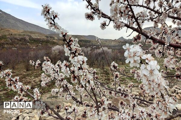 اولین شکوفه های بهاری در شهر بار نیشابور