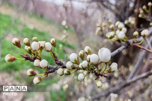 اولین شکوفه های بهاری در شهر بار نیشابور