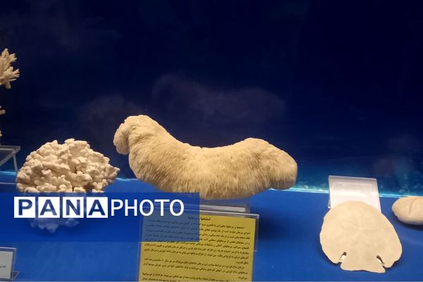 بازدید دانش آموزان پیشتاز اعزامی به مشهد از موزه حرم مطهر رضوی 