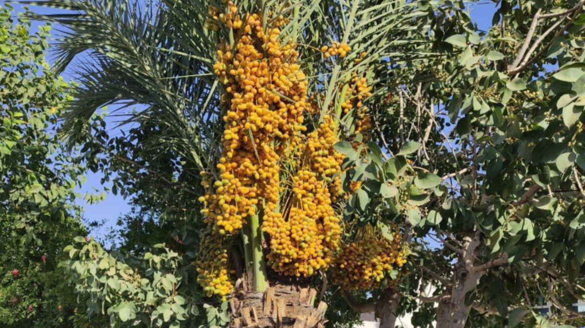 باردهی خرما در منطقه دارایی؛ گرمای بی‌سابقه تابستان، درختان حیاط را به ثمر نشاند