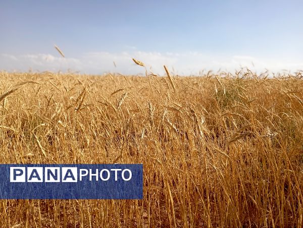 برداشت گندم در روستای گزکوه