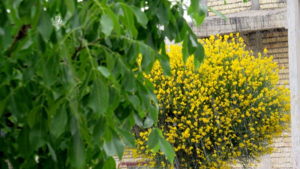 غافلگیری شهر بن از طرف آسمان