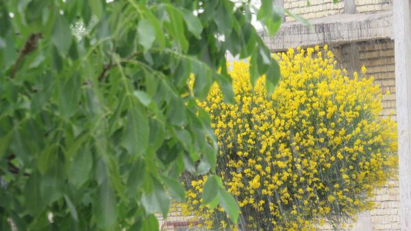 غافلگیری شهر بن از طرف آسمان
