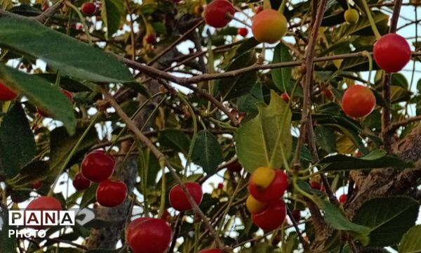 تضادِ سرخ و سبز؛ درنگی در باغ