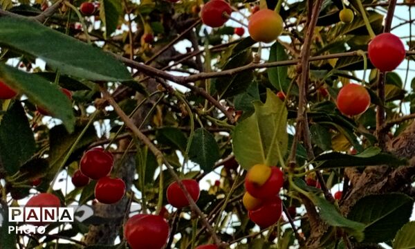 تضادِ سرخ و سبز؛ درنگی در باغ